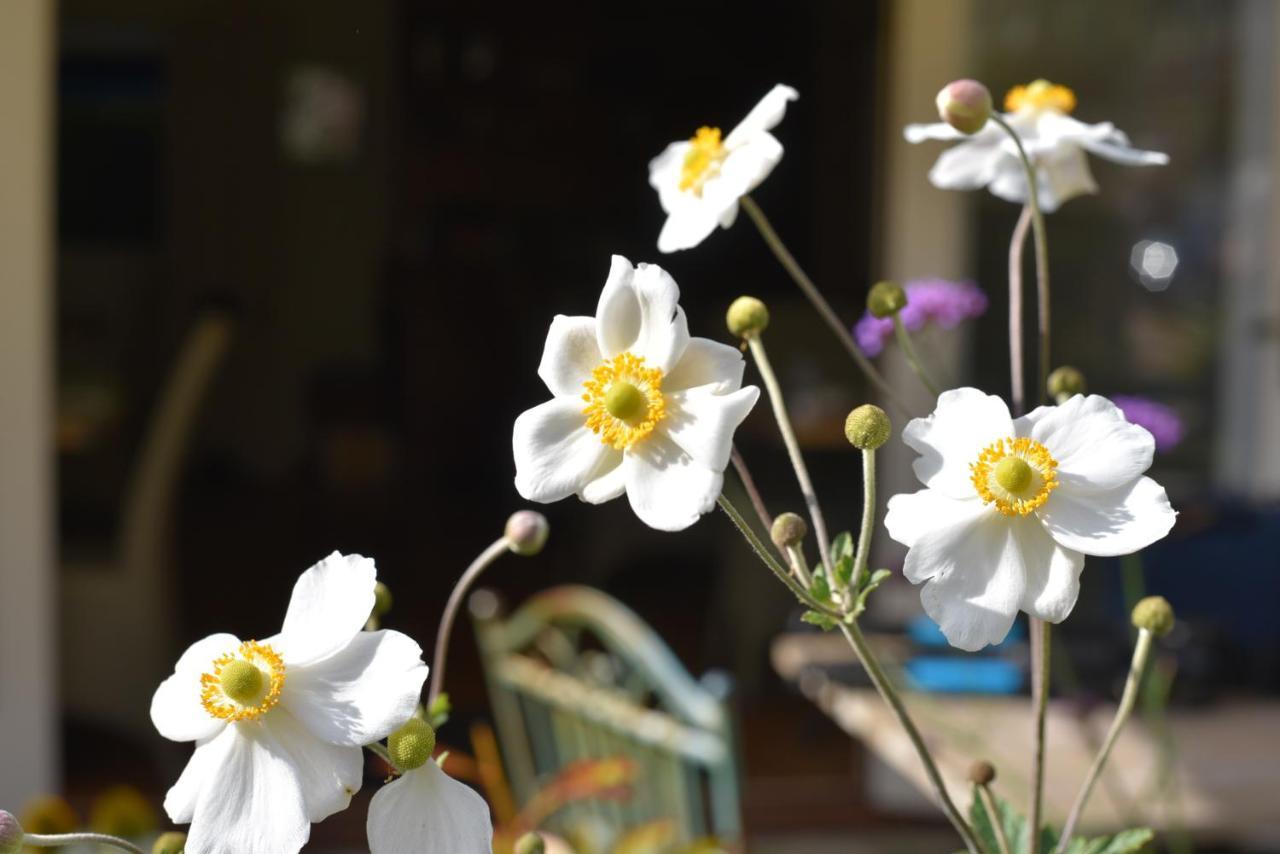 Daisybank Cottage Boutique Bed And Breakfast Brockenhurst Bagian luar foto